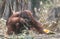 Orangutan eating