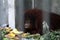 Orangutan eating