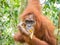 Orangutan eating banana in Bukit Lawang, Indonesia