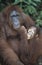 Orangutan embracing young close-up