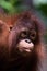 Orangutan face portrait