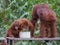 Orangutan Family breakfast on a wooden platform in the forests of Indonesia