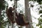 Orangutan Family resting in the trees on their strong paws (Indonesia)