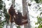 Orangutan Family resting in the trees on their strong paws (Indonesia)