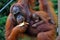 Orangutan Female with Baby