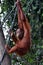 Orangutan Female Climbing