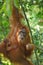 Orangutan female with a cub