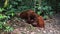 Orangutan female with cub in natural habitat