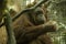 Orangutan female having lunch Simia pygmaeus
