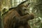 Orangutan female having lunch Simia pygmaeus