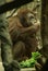 Orangutan female having lunch Simia pygmaeus