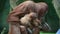 An orangutan female holds a small cub in her arms.