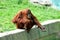 Orangutan female outstretches her hand