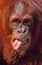 An orangutan with a FLY on his tongue!