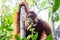 Orangutan in the forest n Borneo