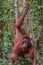 Orangutan grabbed her long limbs wood, and his brown eyes look r