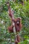 Orangutan grabbed her long limbs wood and looking straight (Kumai, Indonesia)