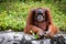 Orangutan great apes