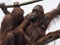 Orangutan Grooming