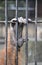 Orangutan Hand Grabbing Cage
