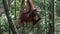 Orangutan hanging in tree while eating sugar cane