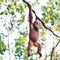 Orangutan hanging on vine