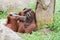 Orangutan having laugh