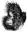 The orangutan head, vintage engraving