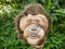 Orangutan Head Wood Sculpture Carved by Hand