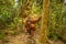 An orangutan with her baby, sitting on a branch in Gungung Leuser National Park
