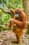 An orangutan with her baby, sitting on a branch in Gungung Leuser National Park