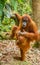 An orangutan with her baby, sitting on a branch in Gungung Leuser National Park