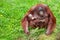 Orangutan with her cute baby