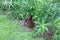 Orangutan hiding in the undergrowth