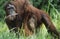 Orangutan holding young in grass