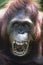 Orangutan howling close-up