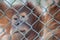 Orangutan infant behind a fence in captivity