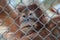 Orangutan infant behind a fence in captivity