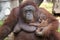 Orangutan infant cling to the mother