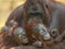 Orangutan with infants