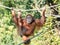 Orangutan at Jersey