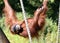 Orangutan at Jersey