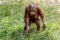 Orangutan jong plays with straw