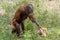 Orangutan jong plays with straw