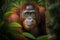 Orangutan in the jungle of Borneo. Indonesia.