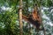 Orangutan in jungle portrait.