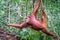 Orangutan in jungle portrait.