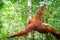 Orangutan in jungle rain forest  of Bukit Lawang, North Sumatra, Indonesia.