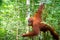 Orangutan in jungle rain forest  of Bukit Lawang, North Sumatra, Indonesia.