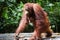Orangutan kalimantan tanjung puting national park indonesiaputing national park indonesia